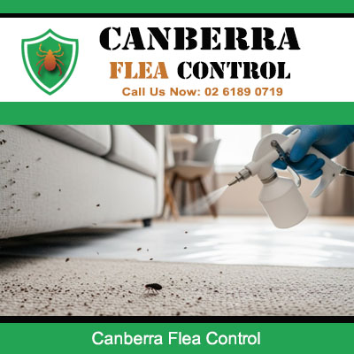 Professional flea control treatment being applied to carpet in Canberra home