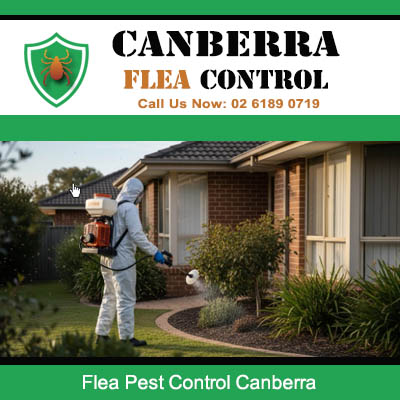Flea control expert performing exterior pest treatment at house in Canberra area